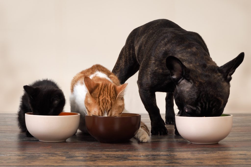 Pet Food Reviews