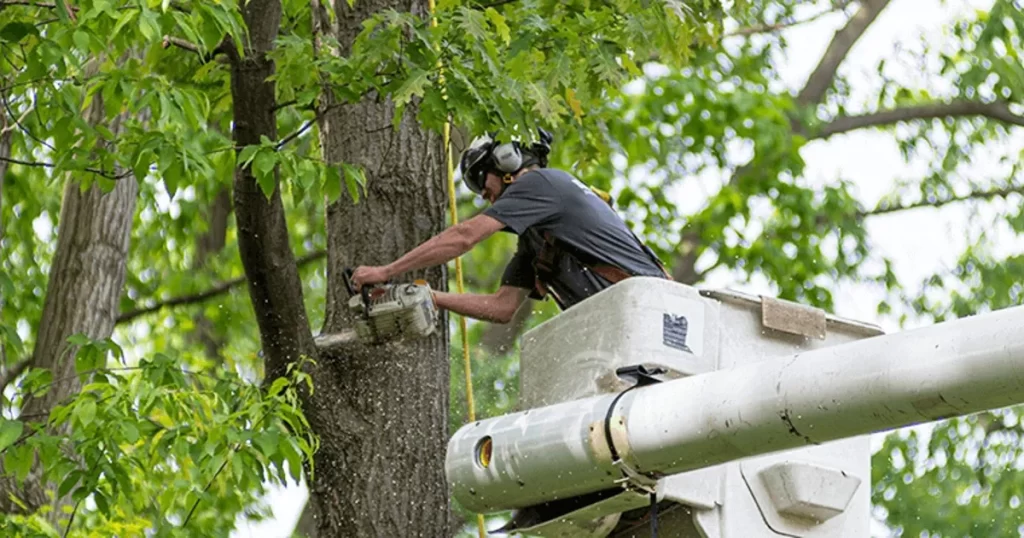Tree Surgeon Service